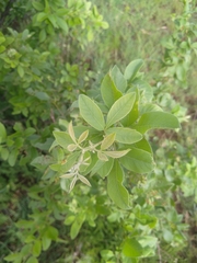 Searsia pyroides