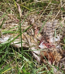 Tyto novaehollandiae