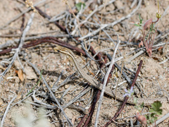 Psammophis lineolatus