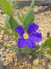 Scaevola calliptera
