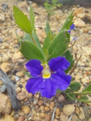 Scaevola calliptera
