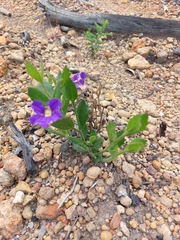 Scaevola calliptera