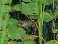 Pelophylax ridibundus