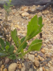 Scaevola calliptera