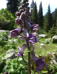 Aconitum leucostomum