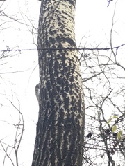 Populus