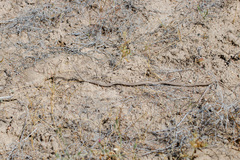 Psammophis lineolatus