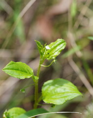 Hackelia latifolia
