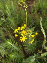 Senecio inaequidens