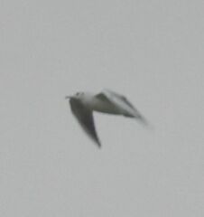 Chroicocephalus ridibundus