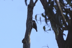 Daphoenositta chrysoptera