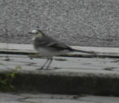 Motacilla alba