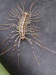 Scutigera