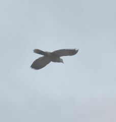 Streptopelia decaocto