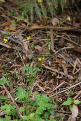 Ranunculus plebeius