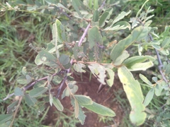 Grewia flavescens