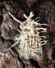 Akanthomyces aculeatus image