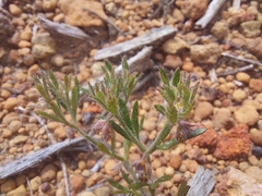 Xanthosia huegelii