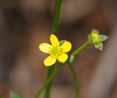 Ranunculus plebeius