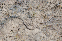 Psammophis lineolatus