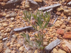Xanthosia huegelii