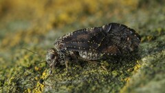 Nimbopsocus australis