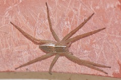 Nilus
