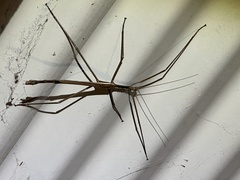 Acrophylla wuelfingi