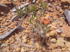 Xanthosia huegelii
