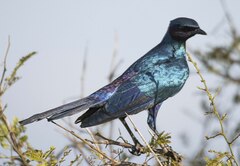 Lamprotornis australis
