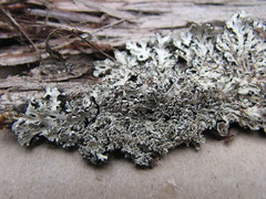 Heterodermia squamulosa