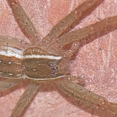 Nilus