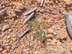 Xanthosia huegelii