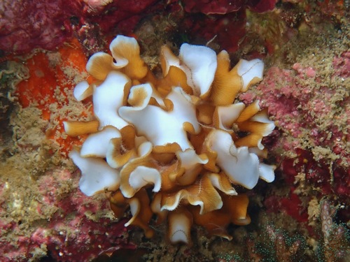 Leptoseris gardineri observed 2022-12-06