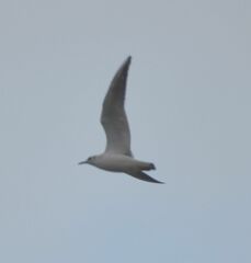 Chroicocephalus ridibundus