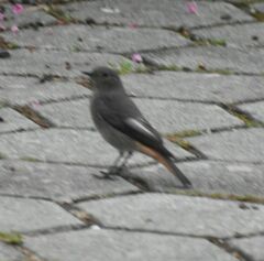 Phoenicurus ochruros