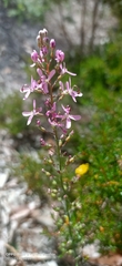 Stylidium araeophyllum