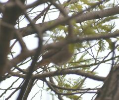 Phoenicurus ochruros