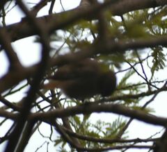 Phoenicurus ochruros