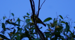 Pachycephala fuliginosa