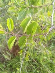 Ziziphus mucronata