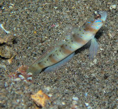 Amblyeleotris arcupinna