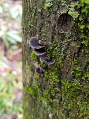 Resupinatus alboniger