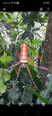 Nephila