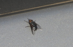 Calliphora vicina
