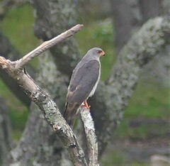 Accipiter ovampensis