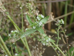 Veronica undulata