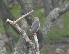 Accipiter ovampensis