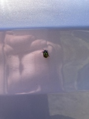 Calligrapha pantherina