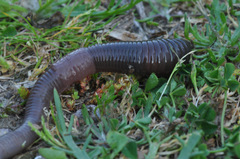 Octodrilus complanatus